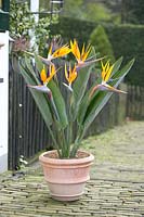 Strelitzia 