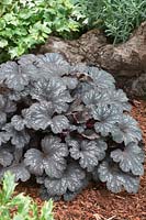 Heuchera Midnight Burgundy