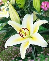 Lilium Chill Out