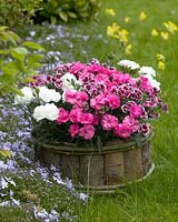 Dianthus mixed