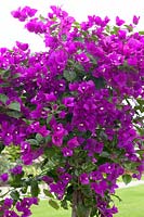 Bougainvillea