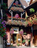 Summer window boxes and hanging baskets