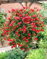 Callistemon