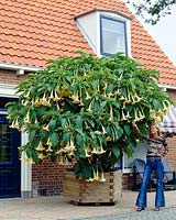 Brugmansia yellow