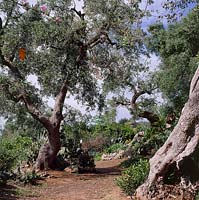 Olea