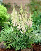 Astilbe B25