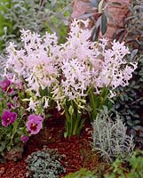 Hyacinthus orientalis White Festival