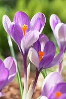 Crocus vernus Yalta