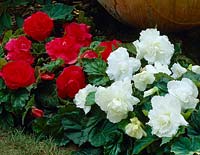 Begonia Memory collection