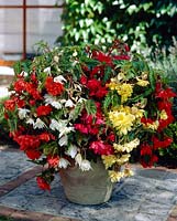 Begonia pendula mixed