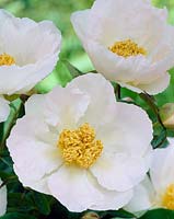 Paeonia Krinkled White