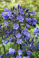 Agapanthus Black Buddhist