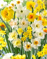 Narcissus Spectrum fragrant mixed