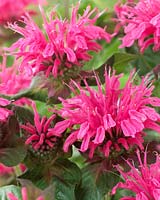 Monarda Pink Lace