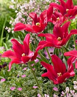 Tulipa Doll's Minuet