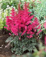 Astilbe Inspiration