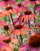 Echinacea purpurea Summer Sky 