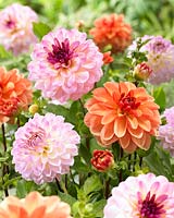 Dahlia Jessy, Peach Brandy, Zingaro