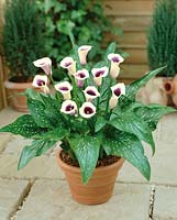 Zantedeschia Picasso