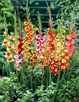 Gladiolus mixed