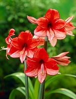 Hippeastrum Charisma