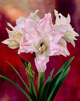 Hippeastrum Aphrodite