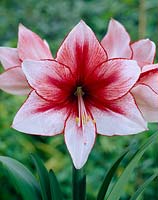 Hippeastrum Temptation Â®