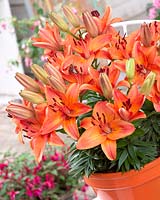 Lilium Abbeville's Pride