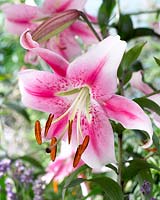 Lilium Anastasia