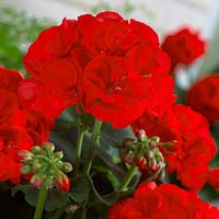 Pelargonium red