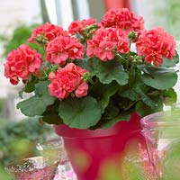 Pelargonium salmon