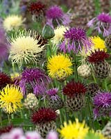 Centaurea mixed