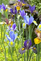 Iris Tiger mixed