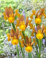 Iris Bronze Beauty