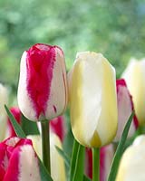 Tulipa Francoise, Tulipa Lipgloss
