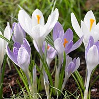 Crocus vernus Jeanne d' Arc, Yalta