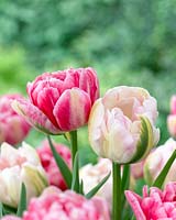 Tulipa Bonsoir, Tulipa Finola