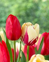 Tulipa Grand Douceur, Tulipa World Expression
