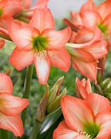 Hippeastrum Veneto