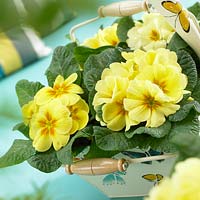 Primula vulgaris Salome Â® Cream-Yellow