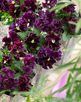 Viola x wittrockiana Frizzle Sizzle Burgundy