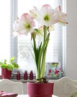 Hippeastrum Apple Blossom