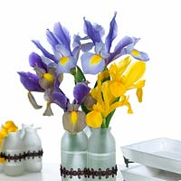 Irises in vase