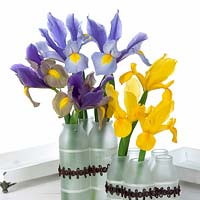 Irises in vase