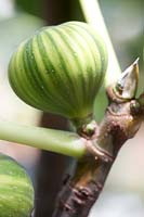 Ficus carica PanachÃ©e