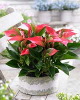 Anthurium Nano Pink