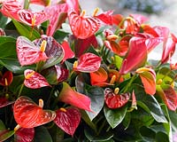 Anthurium mixed