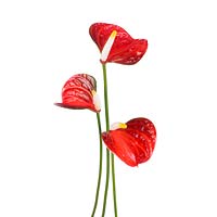 Anthurium Baby Orange