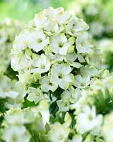 Phlox Jade