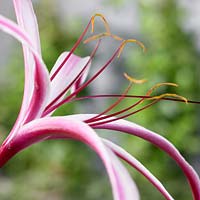 Crinum asiaticum